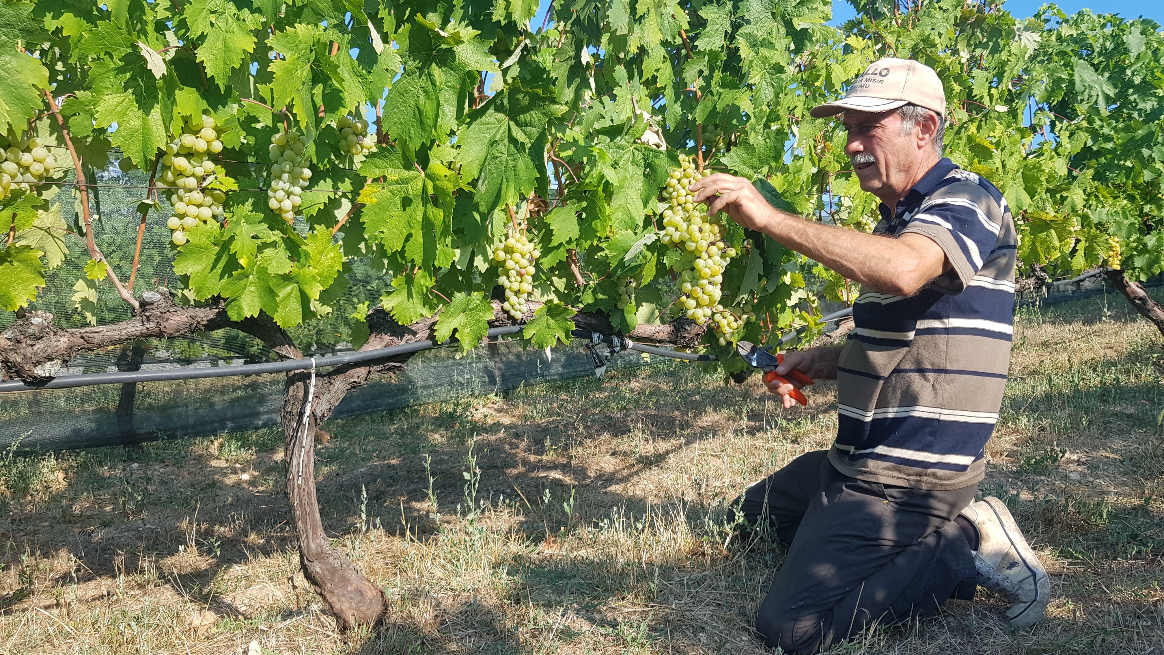 Coğrafi işaretli Çavuş Üzümü'nde hasat dönemi erken başladı