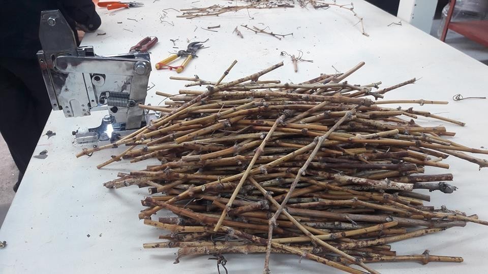 Coğrafi işaretli ’Delice beyazı üzüm’den 150 bin adet üretilecek 