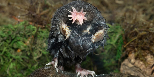 Çoğu kişi bu hayvanları daha önce hiç görmedi! İşte tuhaf ve ilginç canlılar