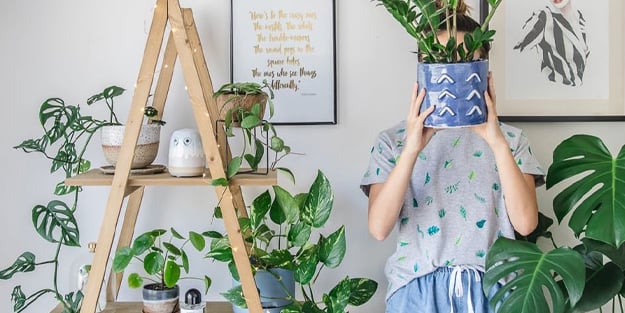 Çok az sulama ve bakım gerektiren 5 ev bitkisi! Evde, iç mekanlarda bitki yetiştirmenin faydaları