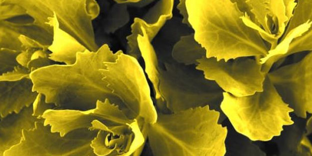 Genetiği değiştirilmiş altın marulun vitamin değeri 30 kat daha fazla!
