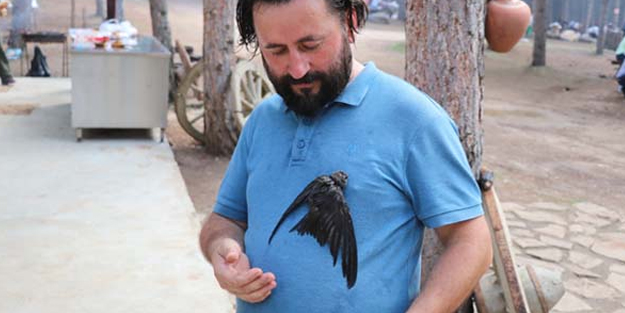 Çok nadir görülen Ebabil Kuşları, Karabük'ü mesken tuttu!