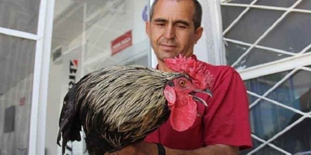 Çok öten horozu BİMER'e şikayet ettiler