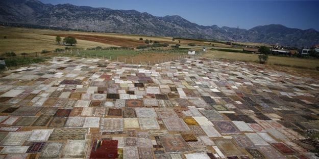 Çok şaşıracaksınız! İşte halı tarlaları...