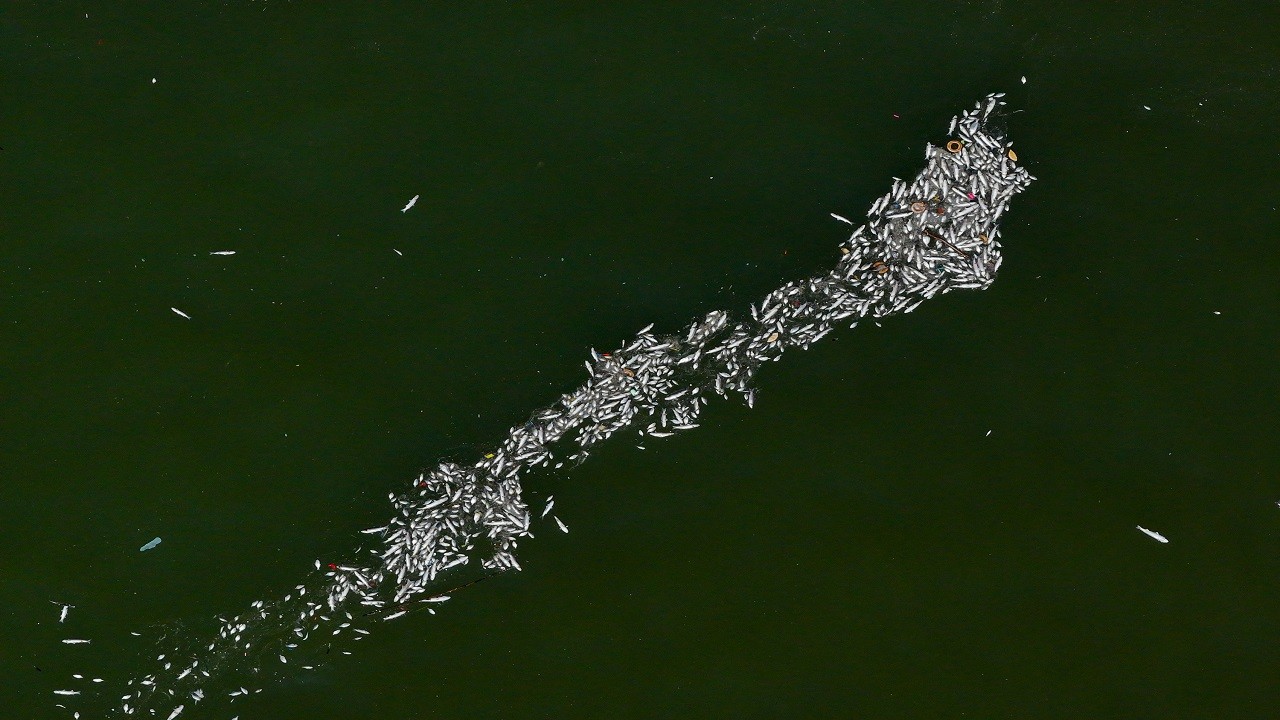 Çok sayıda balık kıyıya vurdu! İzmir Körfezi'nde balık ölümleri devam ediyor