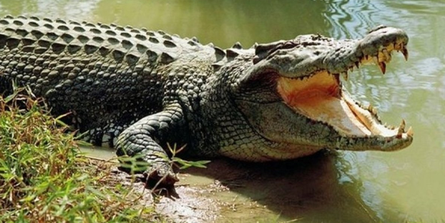 Çok sayıda timsah satışa çıkardı!