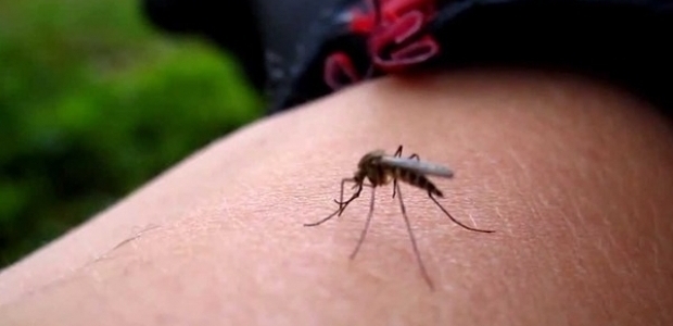 Çok seyahat edenlere Zika virüsü uyarısı!