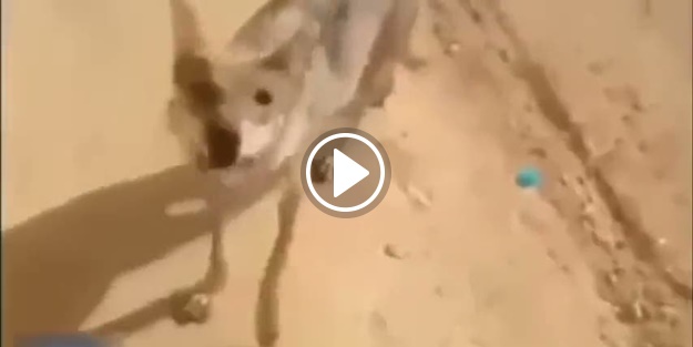 Çöl kurdu öyle bir su içti ki!