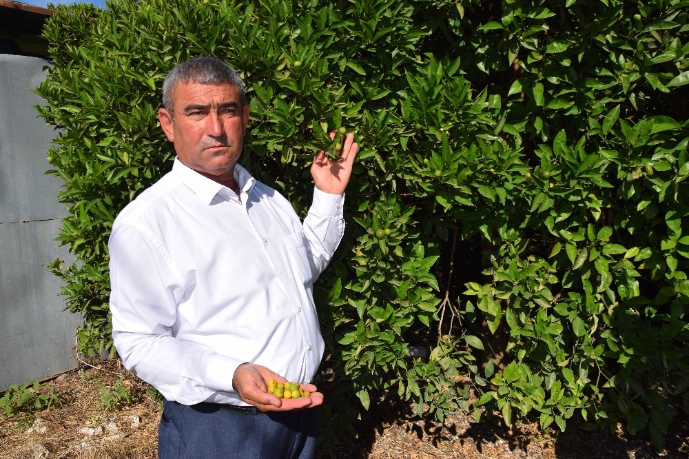 Çöl sıcağı mağduru çiftçilere destek gündemde 