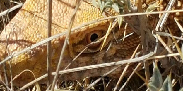 Çöl varanını öldüren şahsın cezası belli oldu
