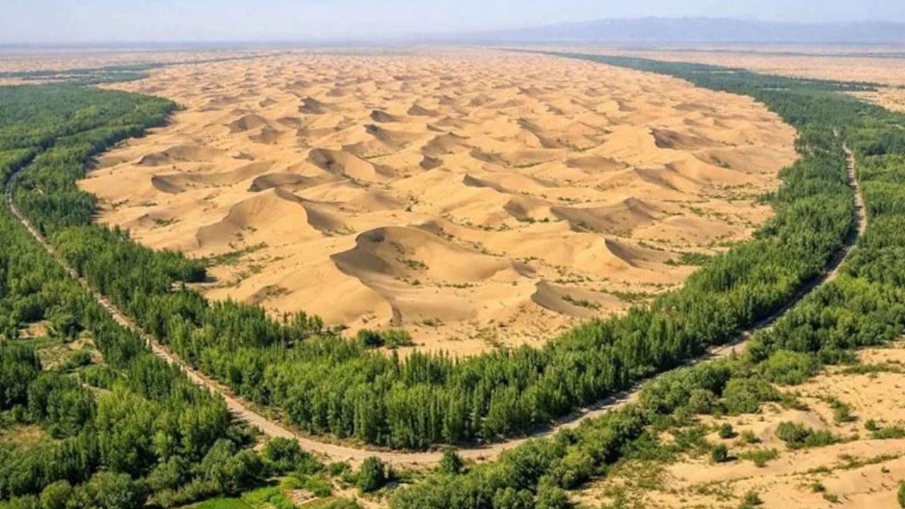 Çölü buğday tarlasına çevirdiler: Hasat rekoru kırdılar