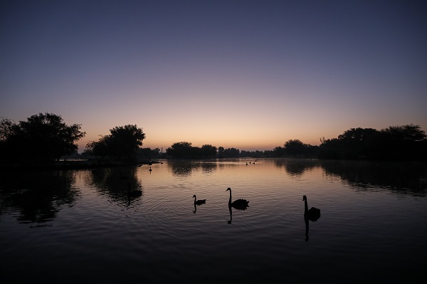 Çölün ortasında bir vaha: Al Qudra Gölü