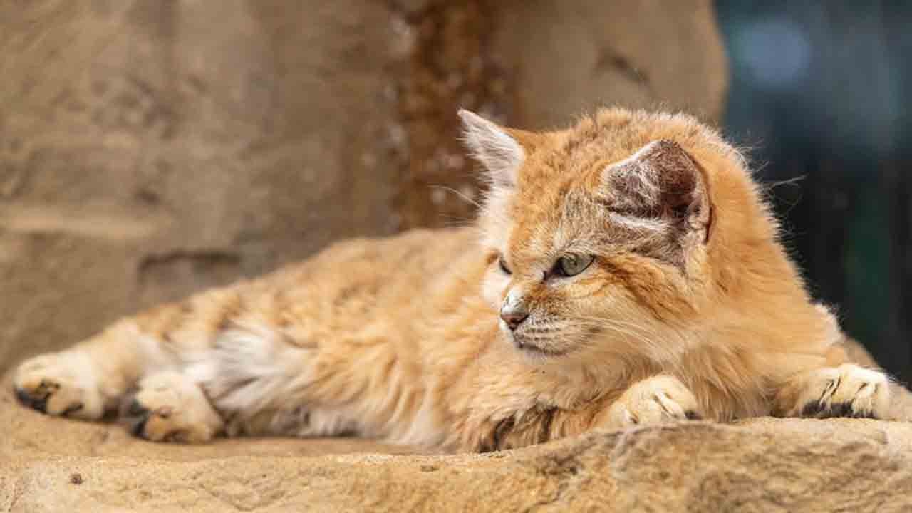 Çölün sessiz savaşçısı: Havlayan kedi