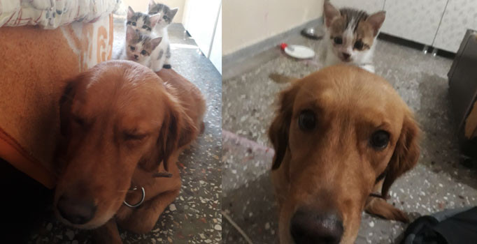 Çöpe atılan 3 kedi yavrusuna annelik yapan köpek Şila