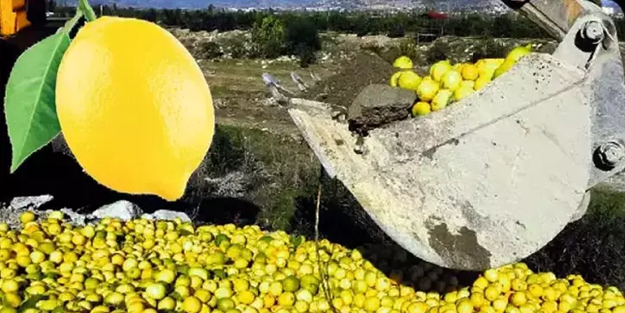Çöpe döküyorlar: Limonda servet değerinde israf!