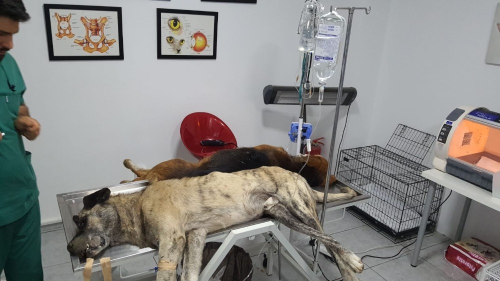 Çöplükte zehirlenmiş köpekleri telef olmaktan kurtardılar 
