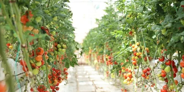 Çöpten elde edilen enerji ile domates üretiliyor!