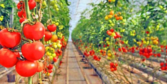 'Çöp'ten sağlanan enerjiyle domates yetiştiriyorlar