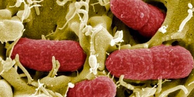 Corona virüsü nedir? Corona virüsü nasıl bulaşır?