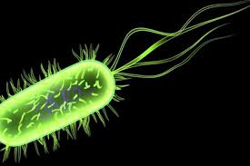 Coronavirus bulaşma yolları