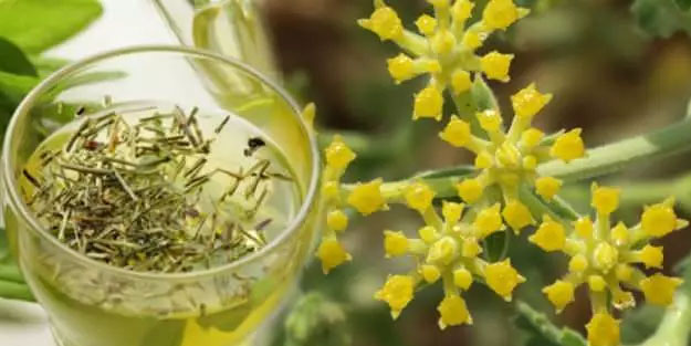 Binlerce kişi kullanıyor: Çörtük otu nedir? Böbrek taşı düşürmede bir numaralı yöntem!