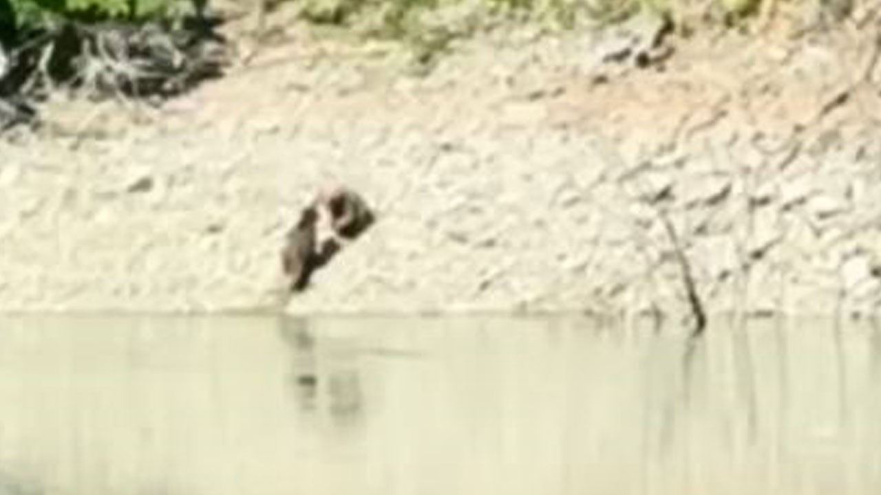 Çoruh kıyısında sıra dışı anlar! Nehre giren ayılar kıyıda birbirine girdi