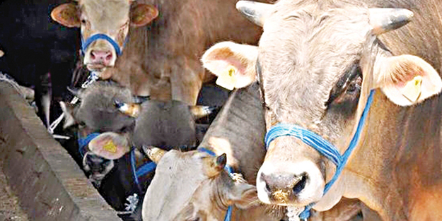 Çorum Hayvan Pazarı bugün hizmete açılıyor