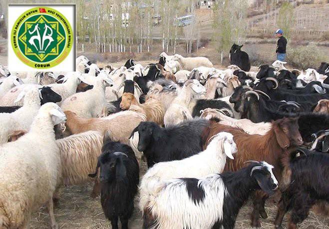 Çorum İli Damızlık Koyun Keçi Yetiştiricileri Birliği eleman alımı yapacak