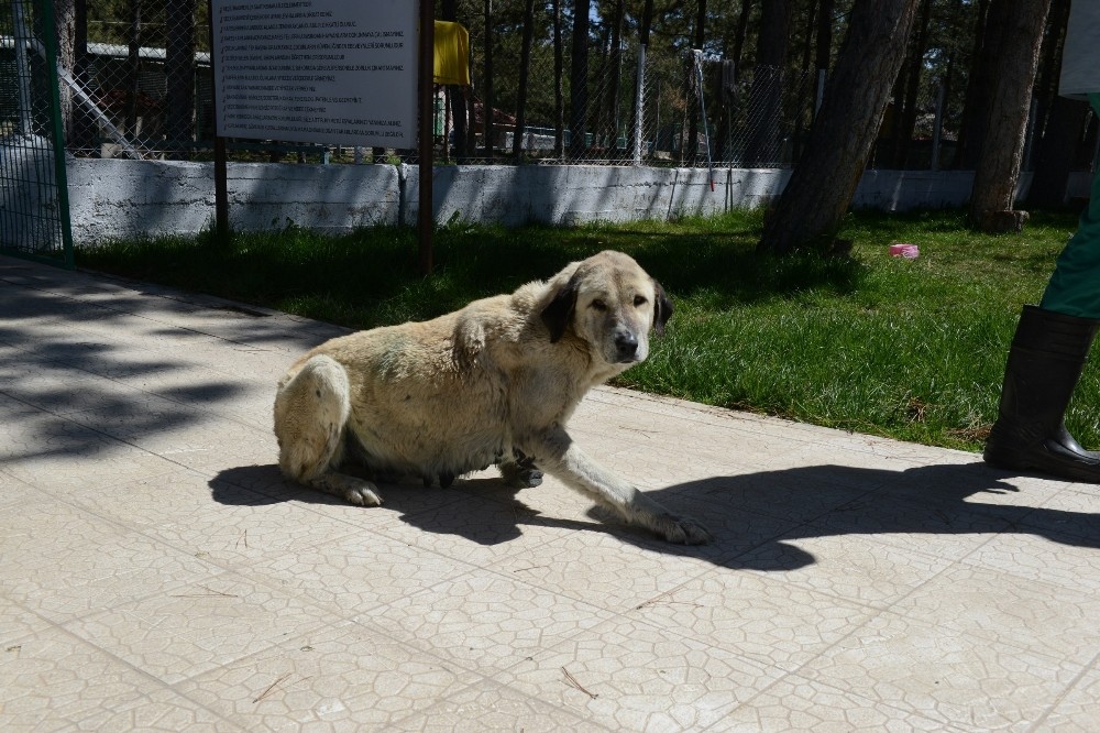 Çorum’a getirilen yaralı köpek sağlığına kavuştu 