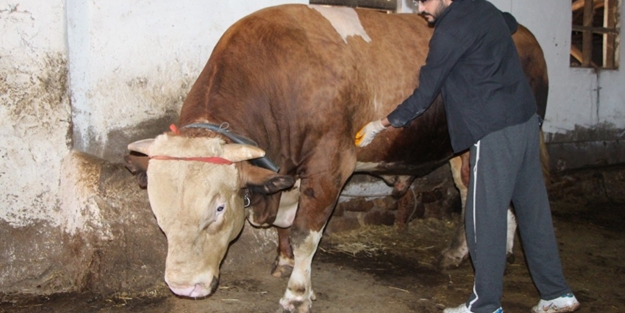 Çorum’da 1,3 tonluk boğa için 80 bin lira istiyor