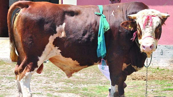 Çorum'da 2 tonluk 'Babayiğit'in fiyatını duyan inanamıyor!