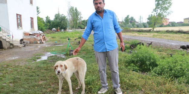 Çorum’da 'aslan' iddiaları korkutuyor: Eve yaralı halde geldi