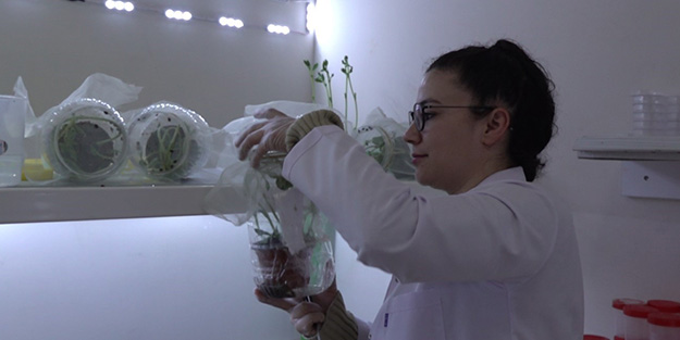 Çorum'da böcek üretim laboratuvarı kuruldu