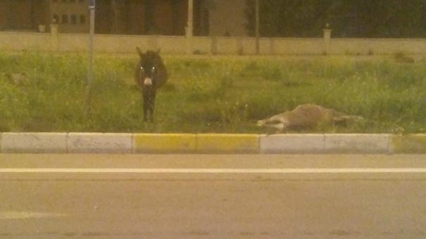 Çorum'da otomobilin çarptığı eşek telef oldu