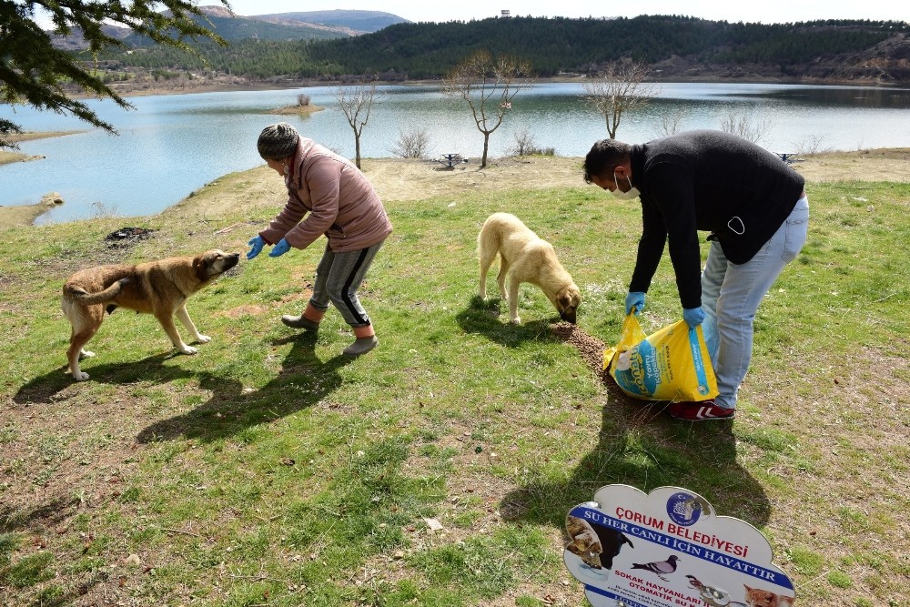 Çorum’da sokak ve yaban hayvanlarını unutmadı 