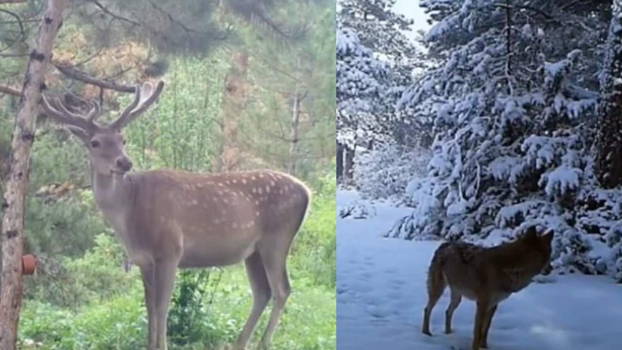 Çorum’da yabani hayvanlar fotokapana böyle poz verdi!