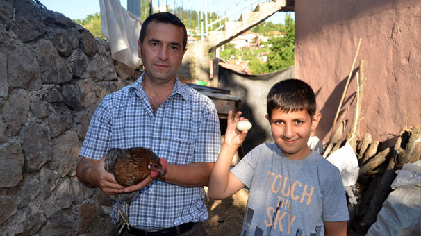 Çorum'da yeşil yumurta yumurtlayan tavuk şaşırttı