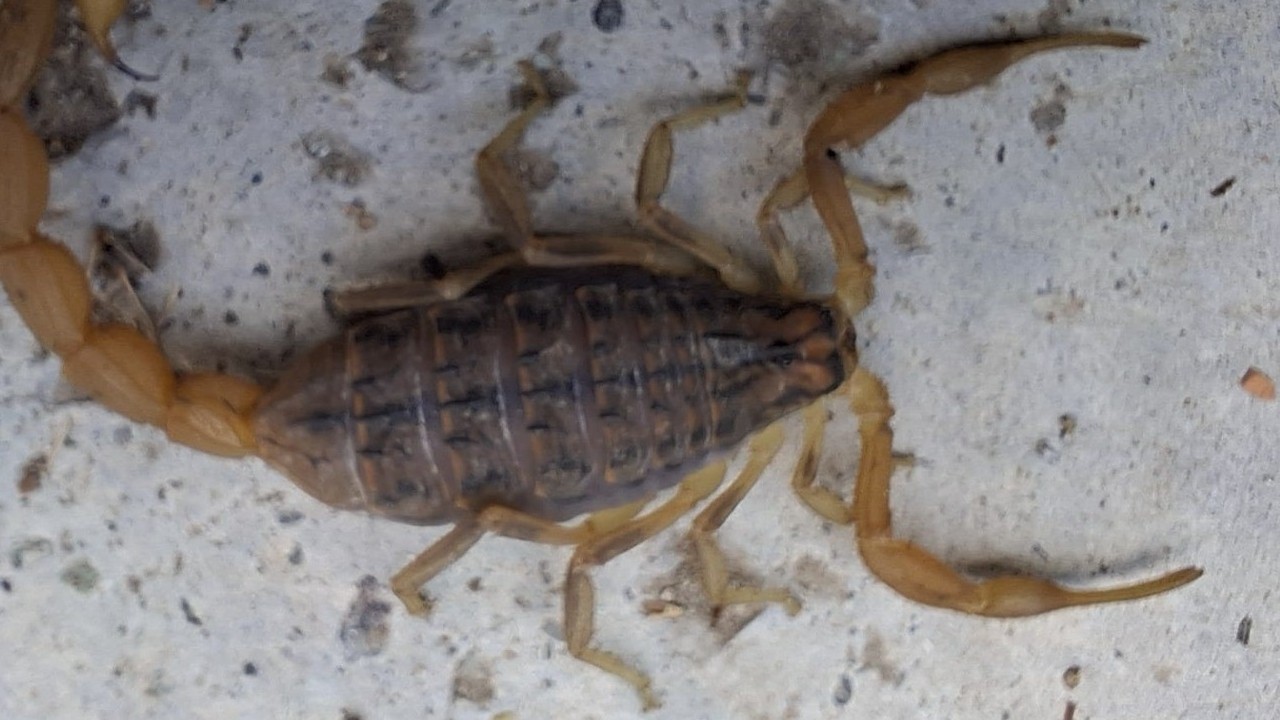 Çorum’da zehirli akrep eve girmeye çalıştı