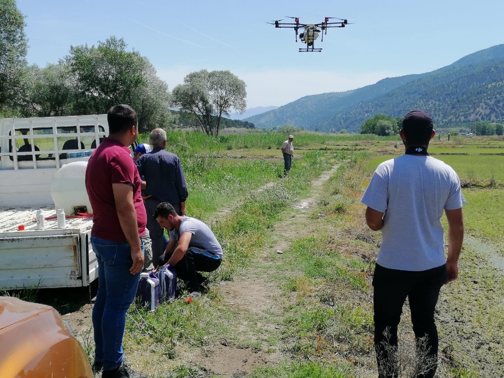 Çorumlu çiftçiler çeltik tarlalarını drone’larla ilaçlıyor 