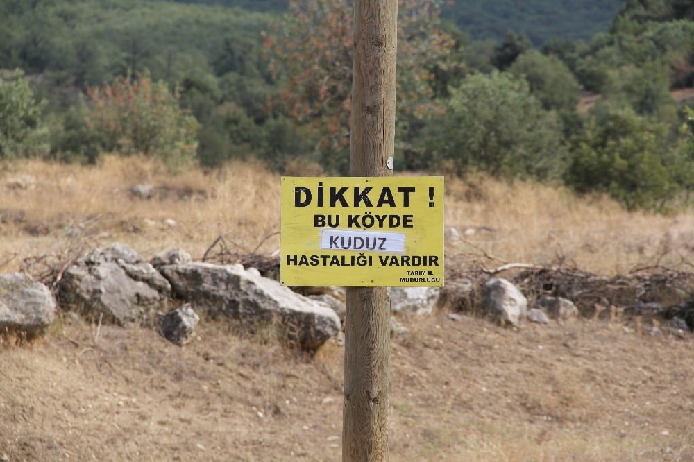 Çorum’un Mecitözü ilçesine bağlı Koyunağılı köyünde bir inekte kuduz vak’ası görüldü 