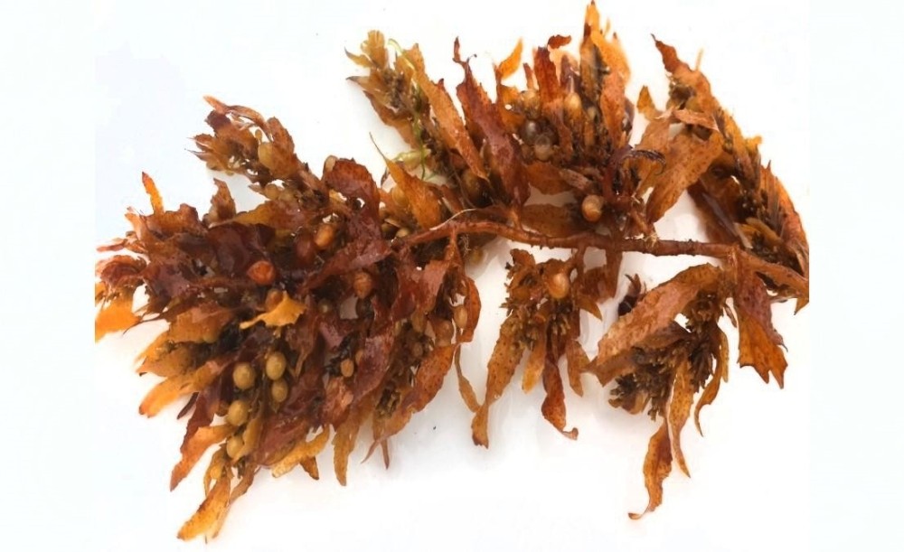 Covid-19 ile mücadelede denizel alglerin etkinliği araştırılıyor 