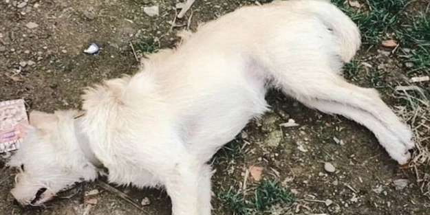 Çözüm lokal katliam değil ülke çapında kısırlaştırma... Çanakkale'de çok sayıda köpek zehirlenerek öldürüldü!