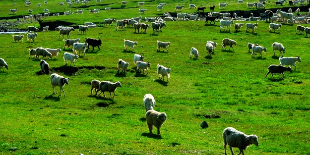 Çözüm süreci en çok onlara yaradı