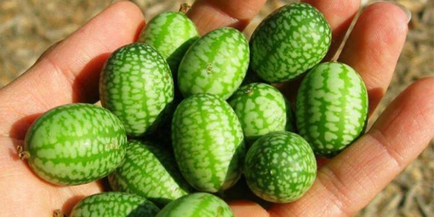 Cucamelon meyvesinden haberdar mısınız?