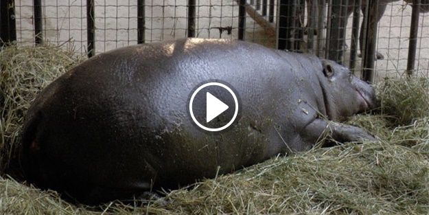 Cüce su aygırı ultrasonda görüntülendi