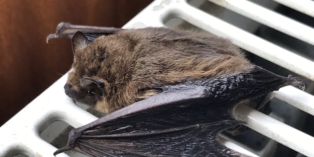 Cüce yarasa koruma altına alındı! Evinize girerse bunları yapın