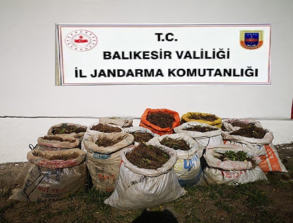 Çuha çiçeğini izinsiz toplayana ceza 