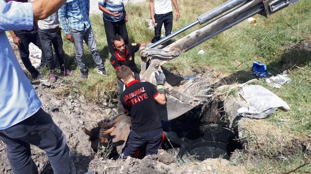 Çukura düşen at ve yavrusu kurtarıldı 