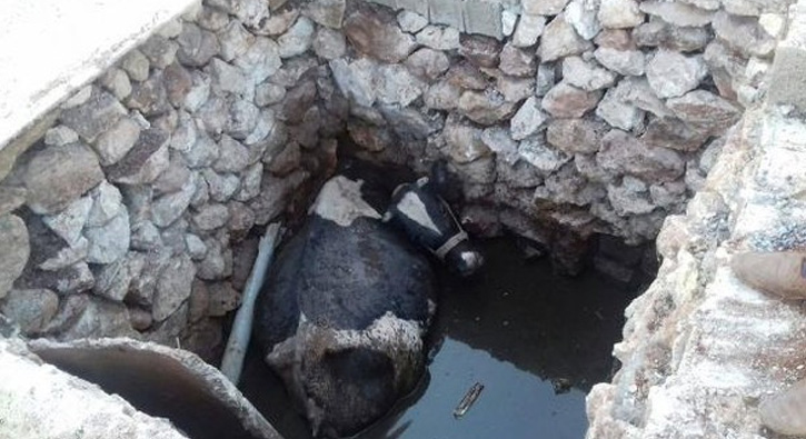 Çukura düşen ineği itfaiye kurtardı