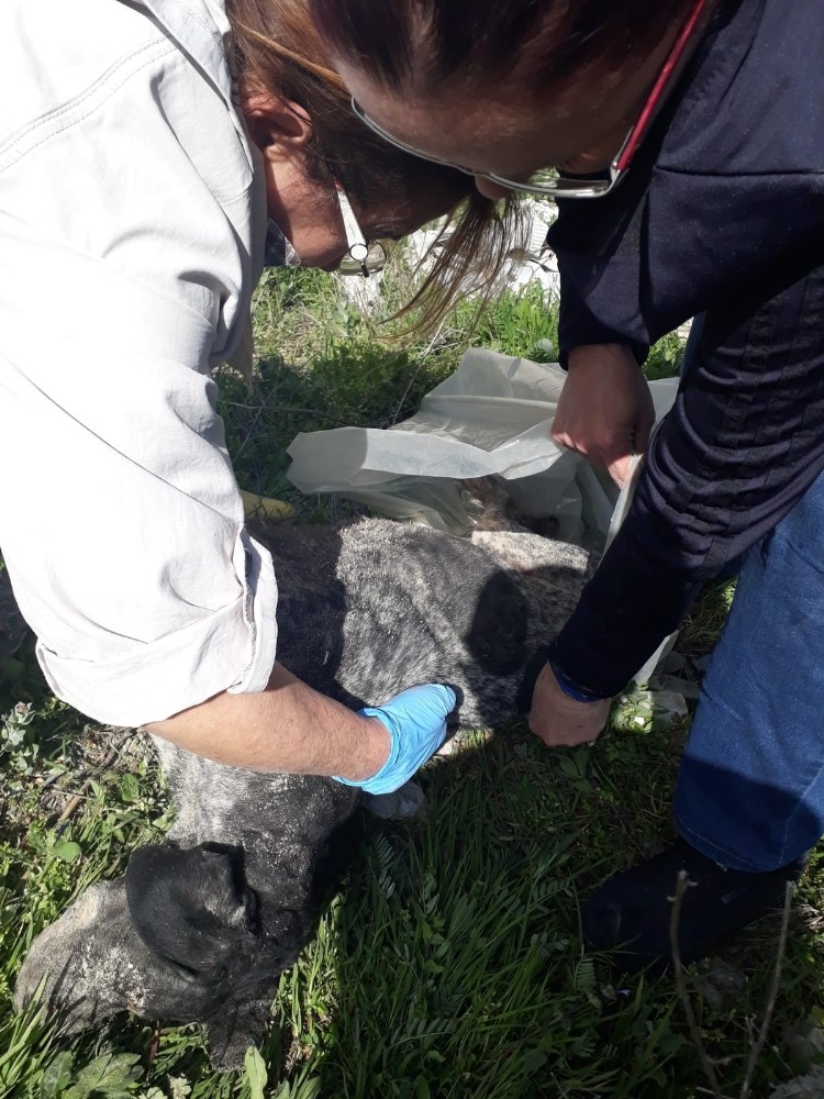Çukura gömülü kedi ve köpek ölüleri bulundu 